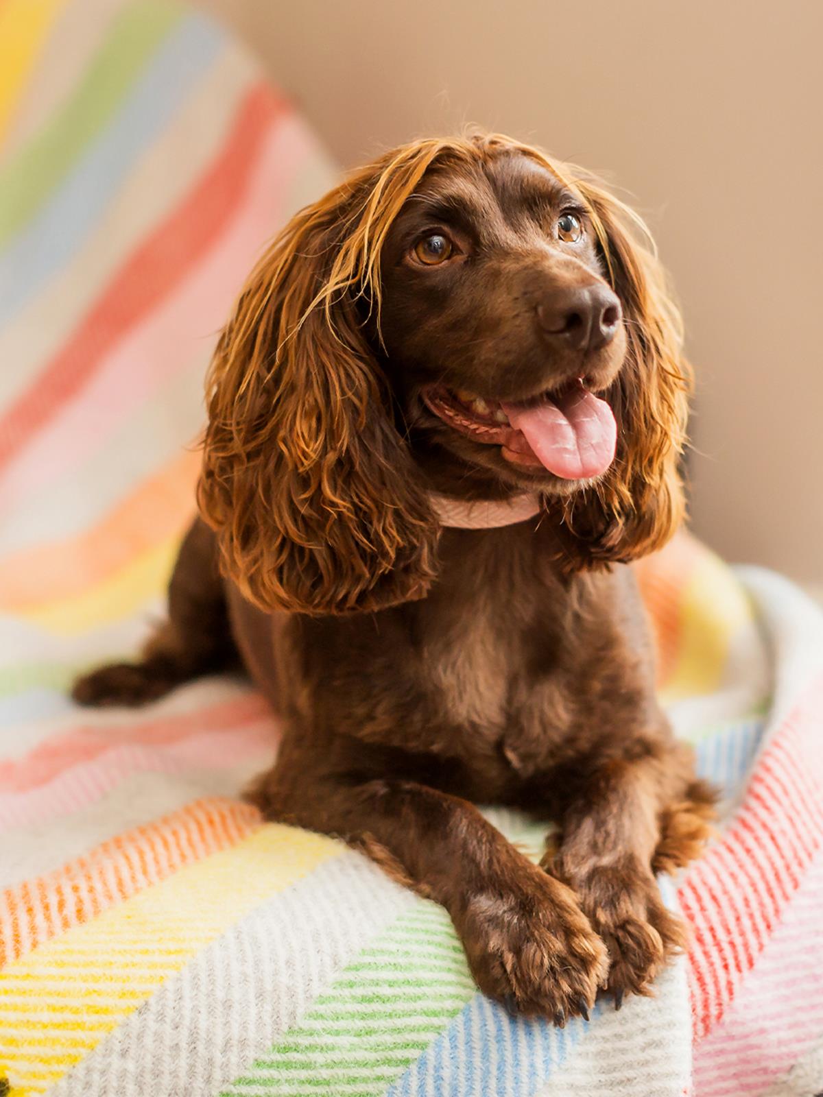 Stripe Pure New Wool Throw - Rainbow Grey - White Bear Furnishings